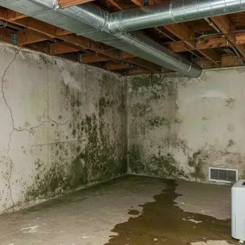 Professional Mold Removal in Mount Sterling, KY